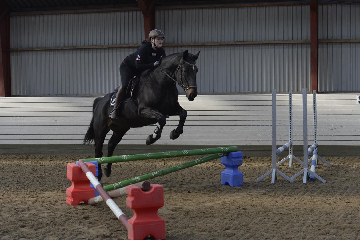 Oldenborg Santos af birkelund - Seje hesten var ude at springe lidt i dag.. Dejligt med lidt afveksling til dressuren :) billede 2