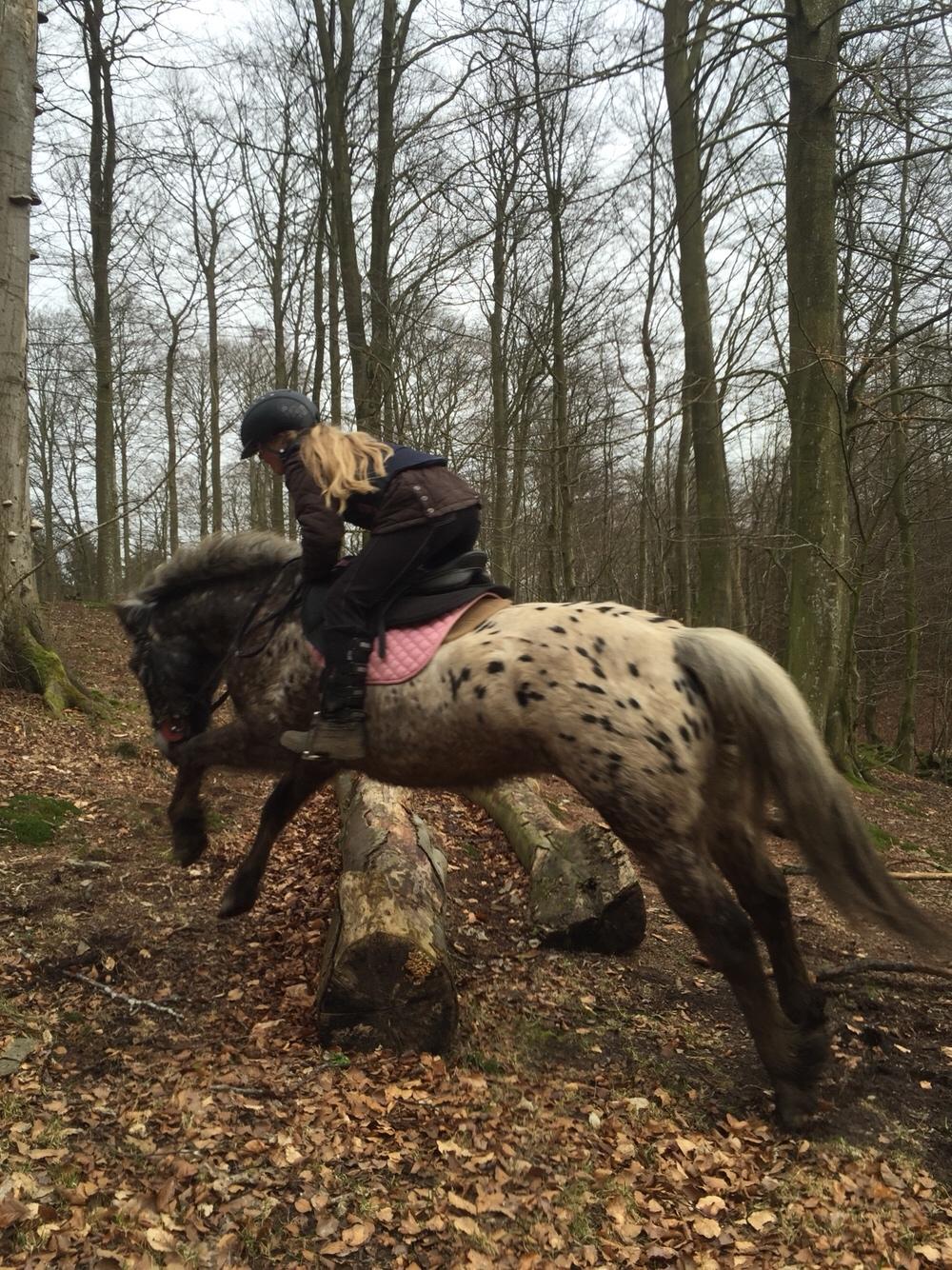 Anden særlig race Skyline billede 42