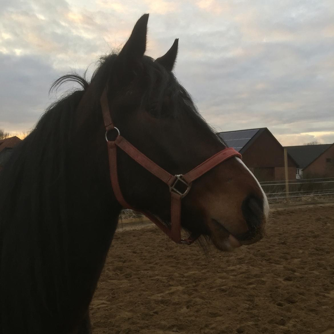 Anden særlig race Kessler billede 11