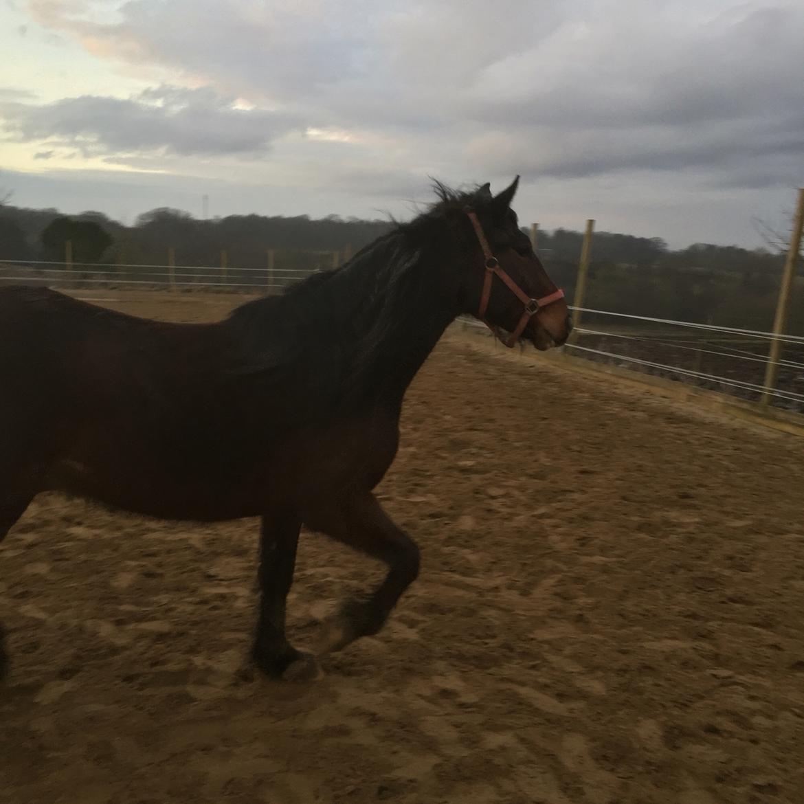 Anden særlig race Kessler billede 13