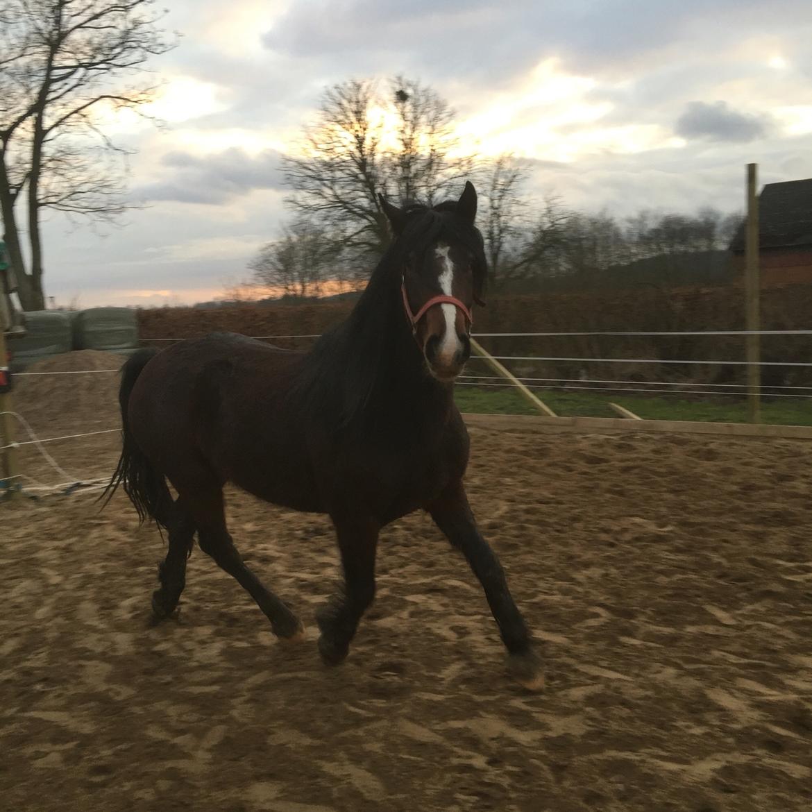 Anden særlig race Kessler billede 12