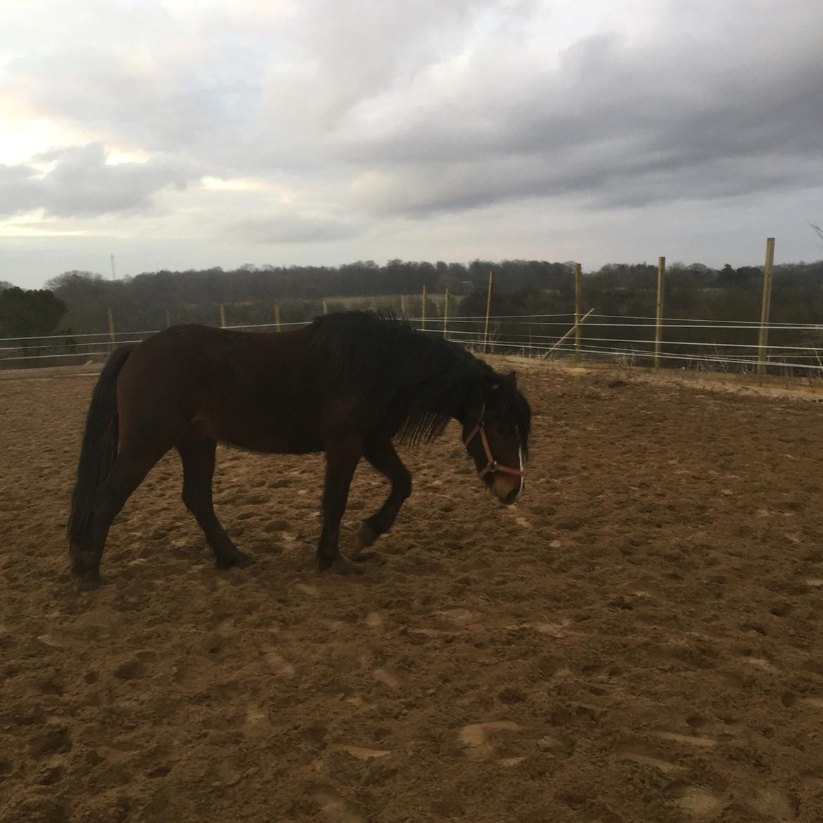 Anden særlig race Kessler billede 15