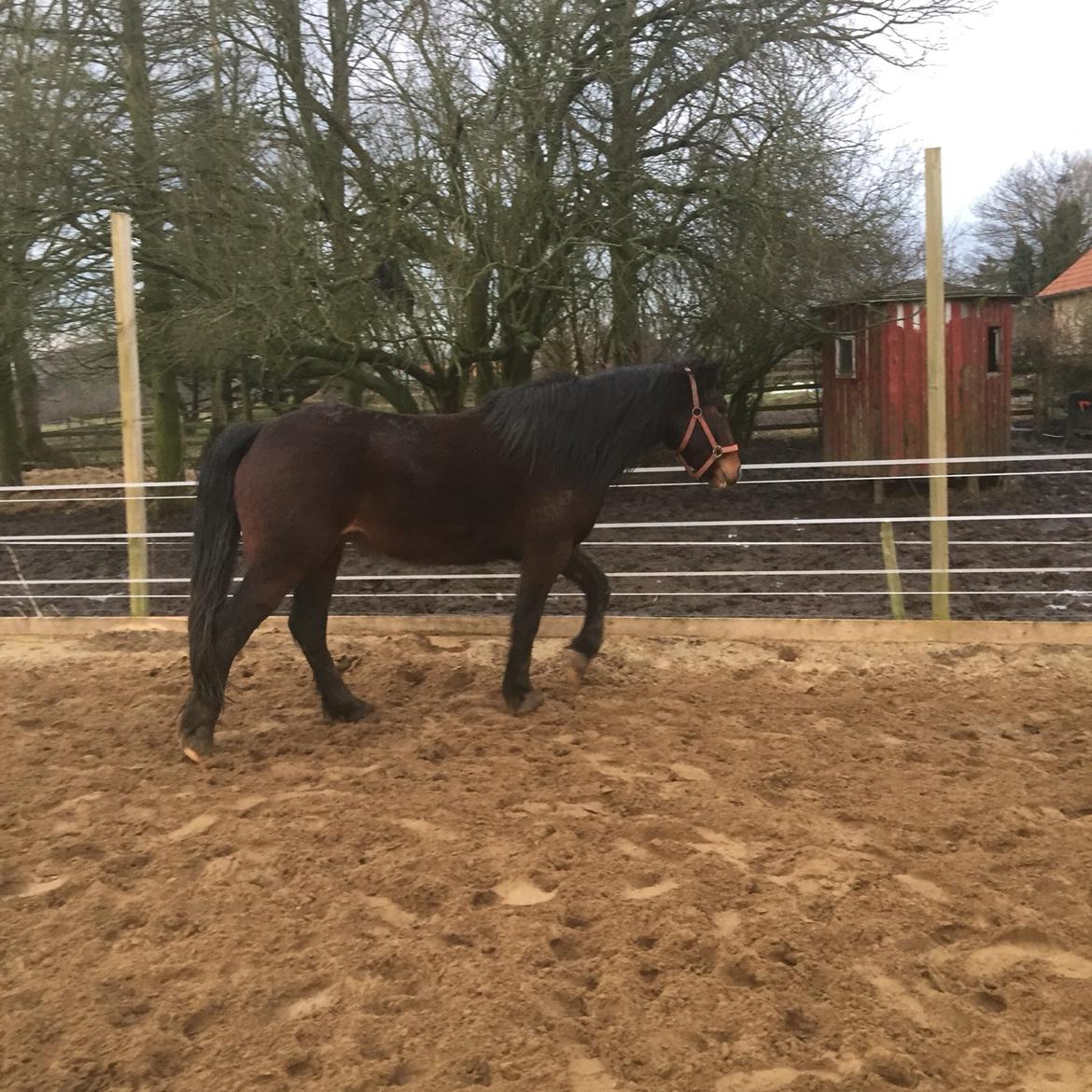 Anden særlig race Kessler billede 14