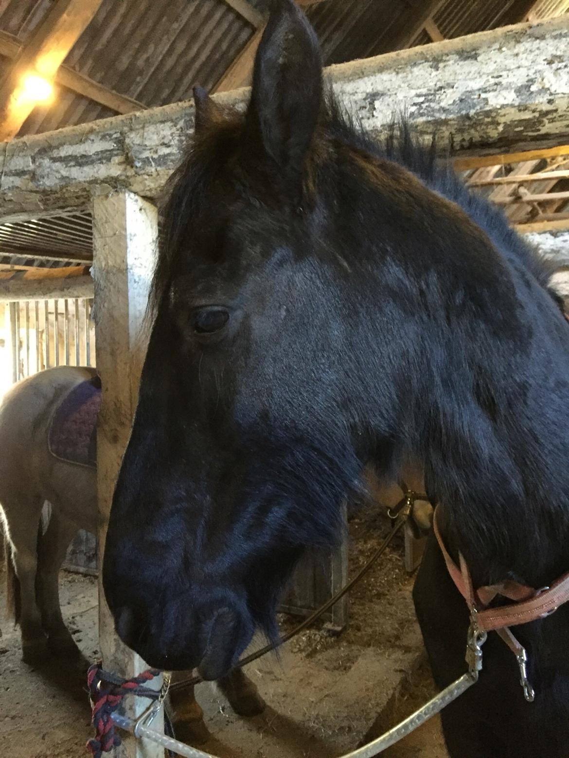 Frieser Sietske billede 18