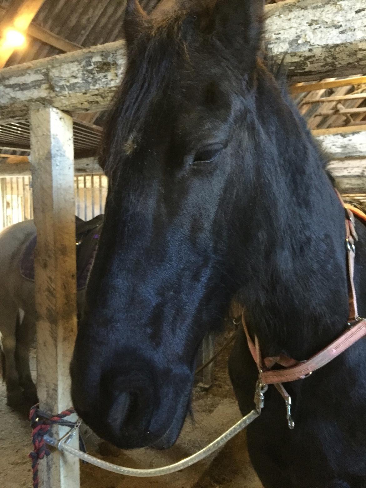 Frieser Sietske billede 17