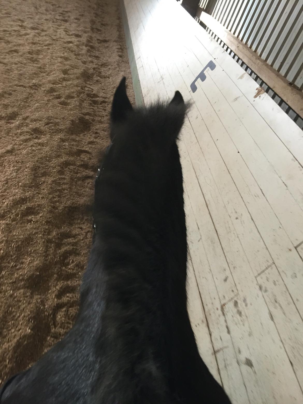 Frieser Sietske billede 19