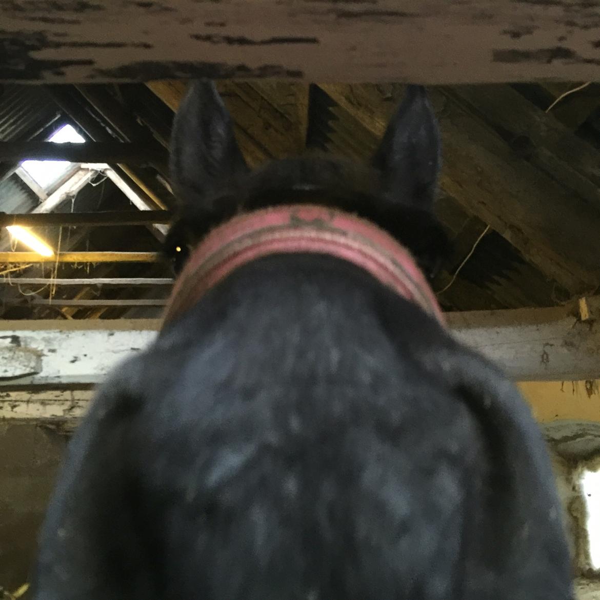 Frieser Sietske billede 20