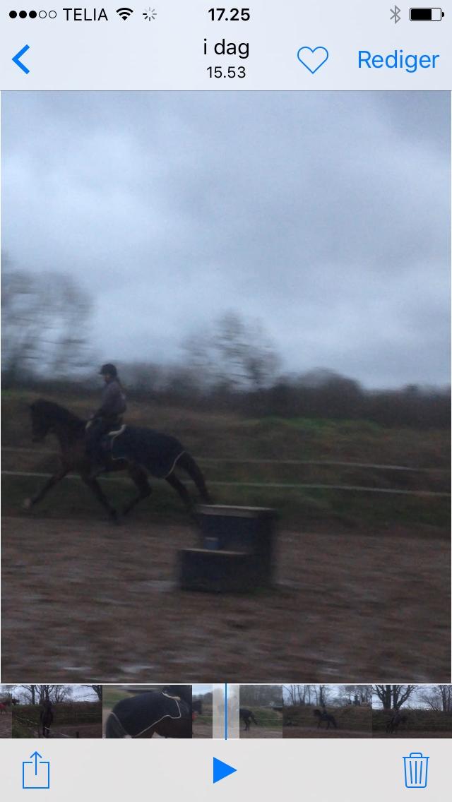 Dansk Varmblod Landlyst royal destiny billede 11