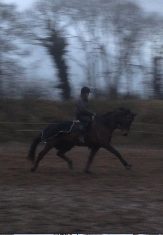 Dansk Varmblod Landlyst royal destiny billede 12