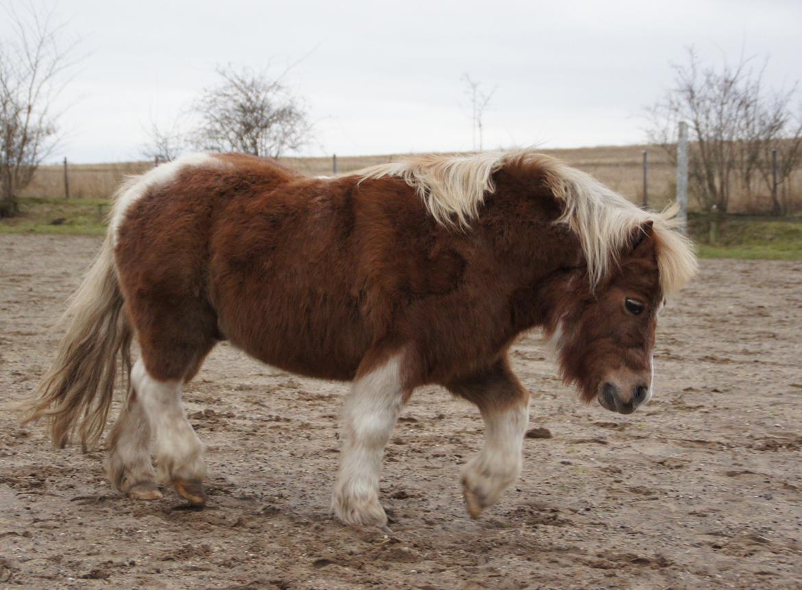 Shetlænder Prins billede 20