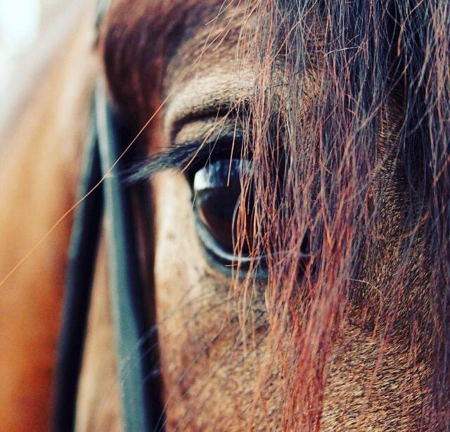 Anden særlig race Corano billede 8