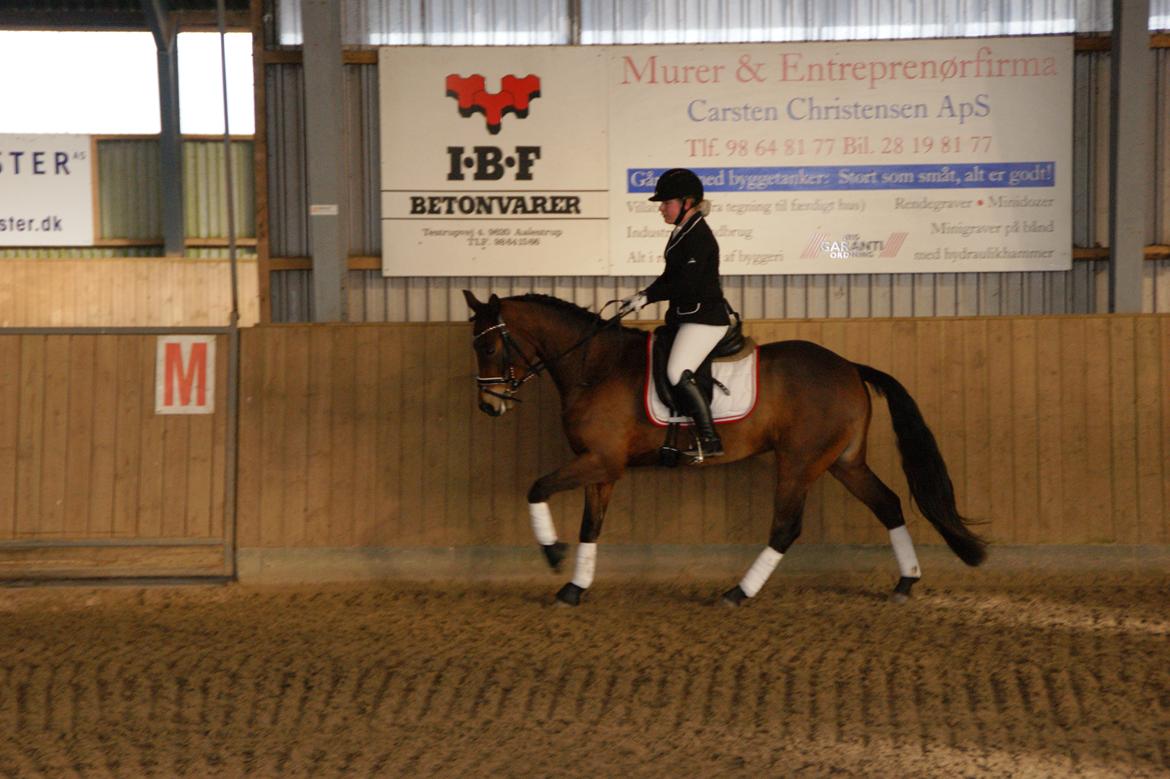 New Forest Vognmandgårdens Bernadotte - Aalestrup 27.02.2016 billede 4