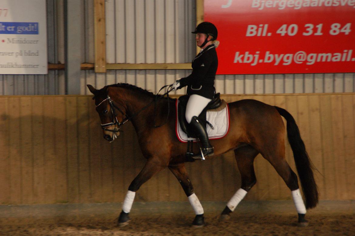 New Forest Vognmandgårdens Bernadotte - Aalestrup 27.02.2016 billede 5