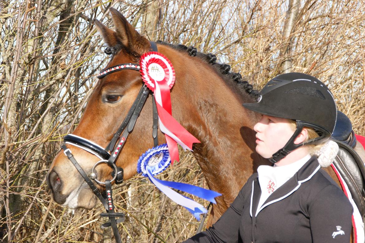 New Forest Vognmandgårdens Bernadotte - Aalestrup 27.02.2016 billede 2