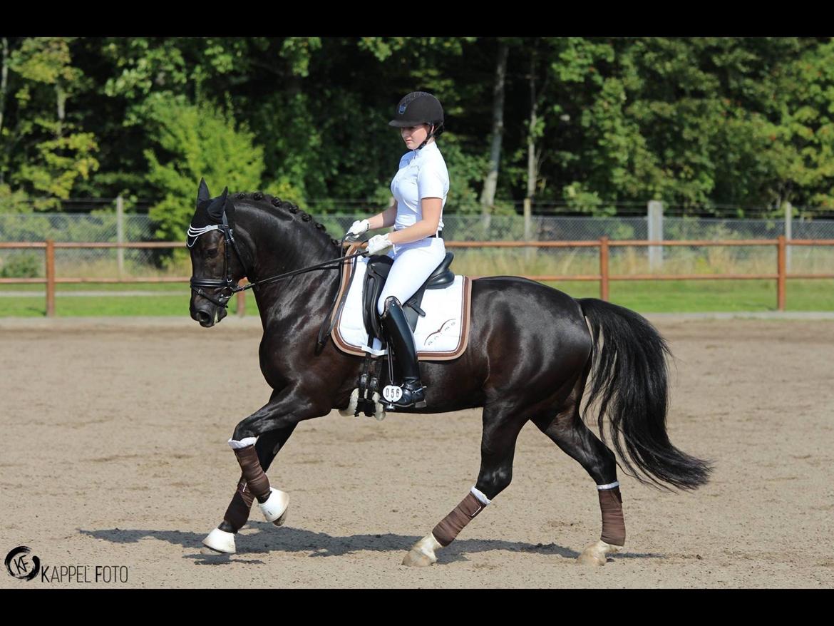 Welsh Partbred (Sec F) Attila king billede 4