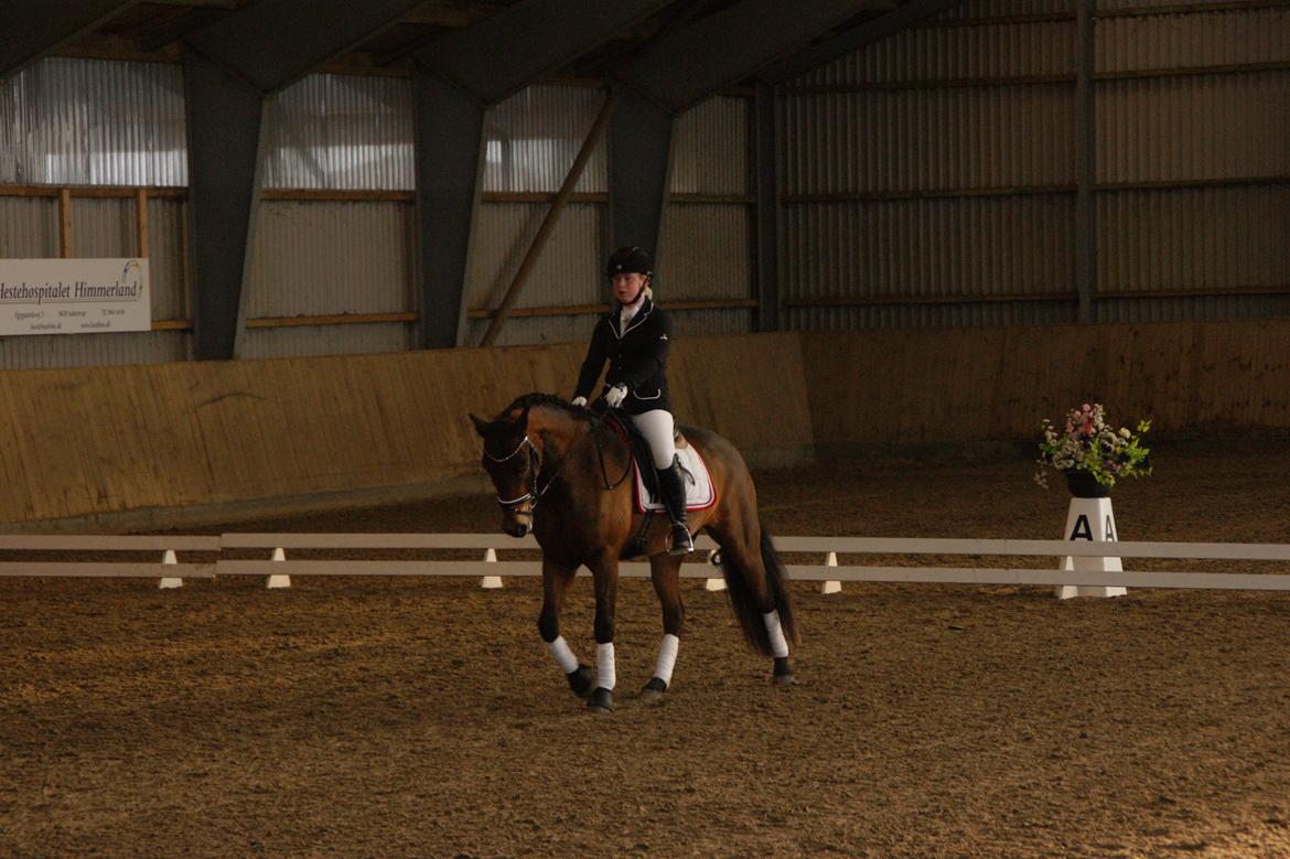 New Forest Vognmandgårdens Bernadotte - Aalestrup 27.02.2016 billede 3