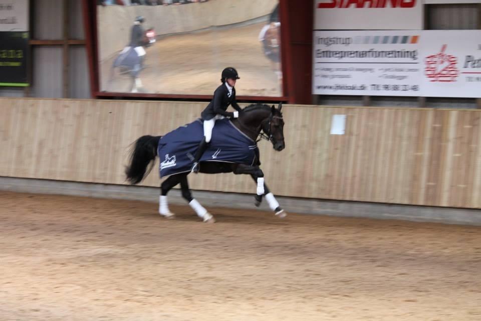 Welsh Partbred (Sec F) Attila king billede 9