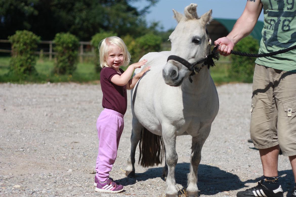 Shetlænder Cirkeline billede 14