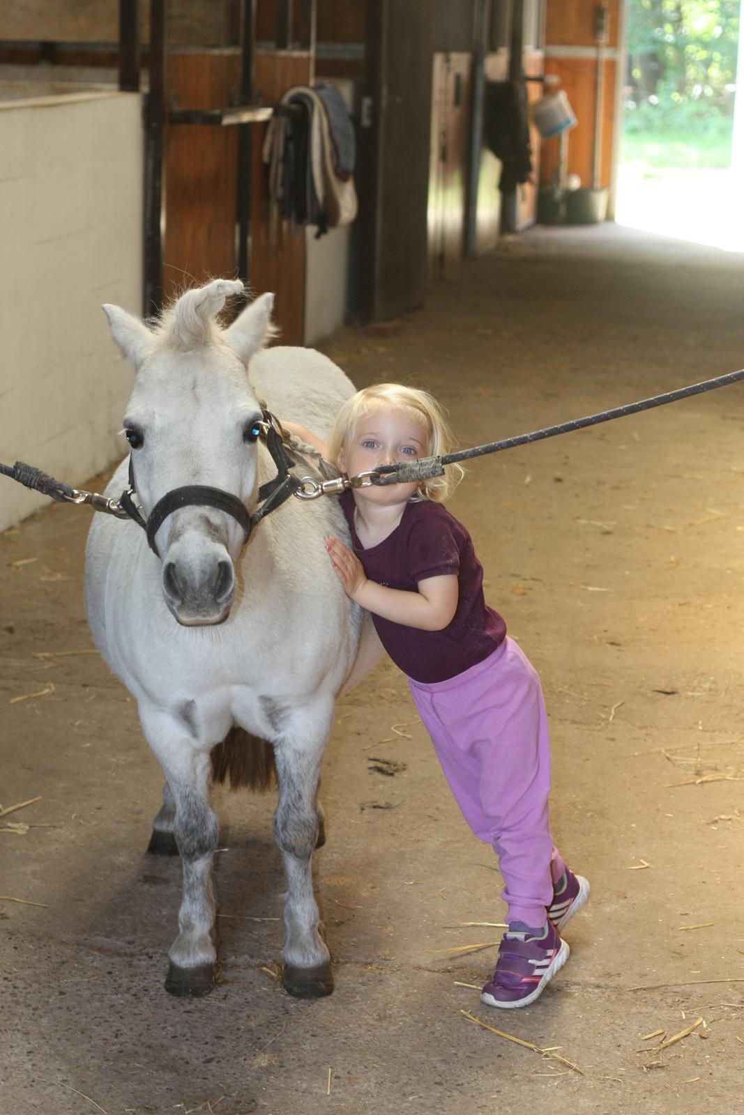 Shetlænder Cirkeline billede 13