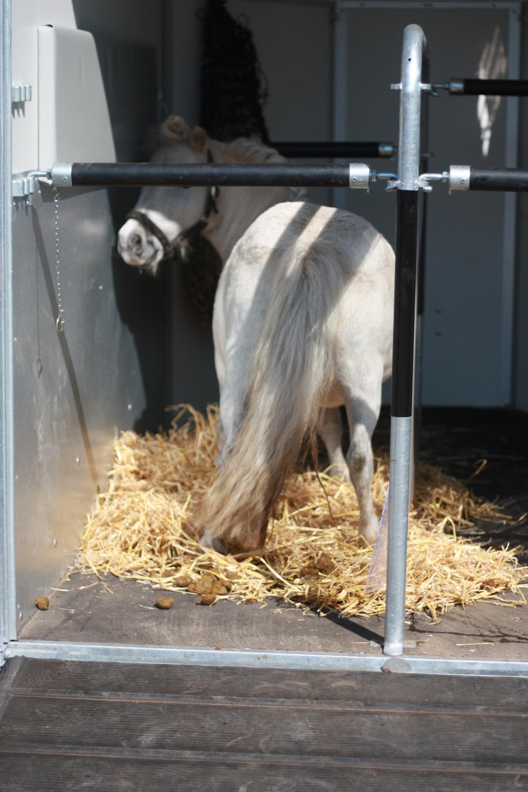Shetlænder Cirkeline billede 7