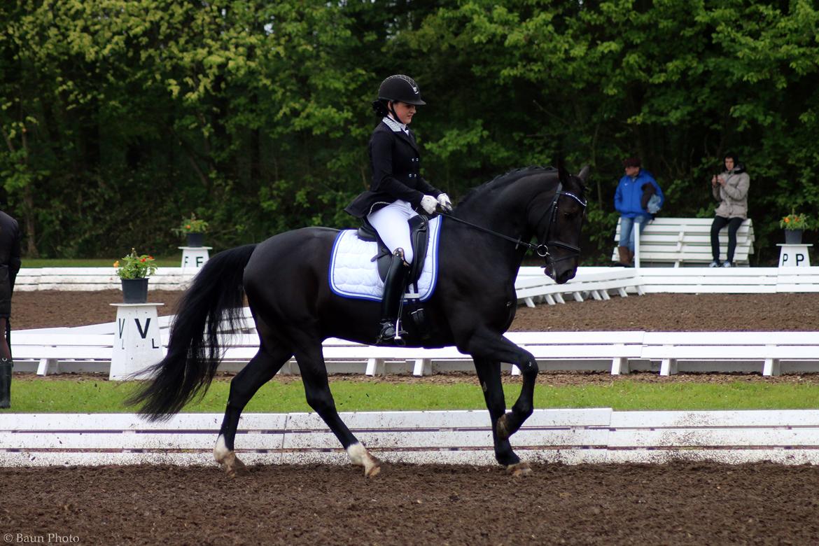 Welsh Partbred (Sec F) Attila king billede 20