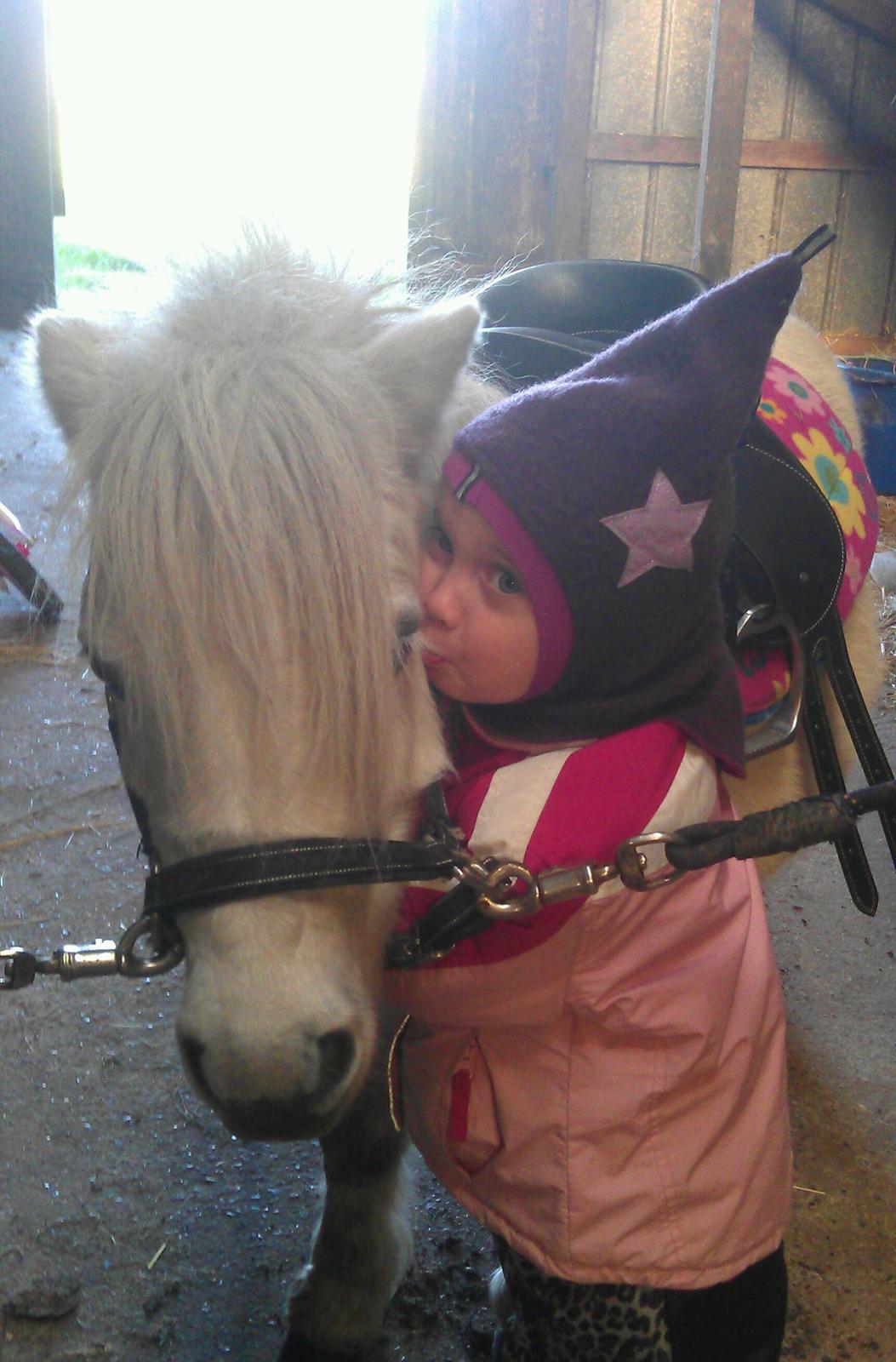 Shetlænder Cirkeline billede 1