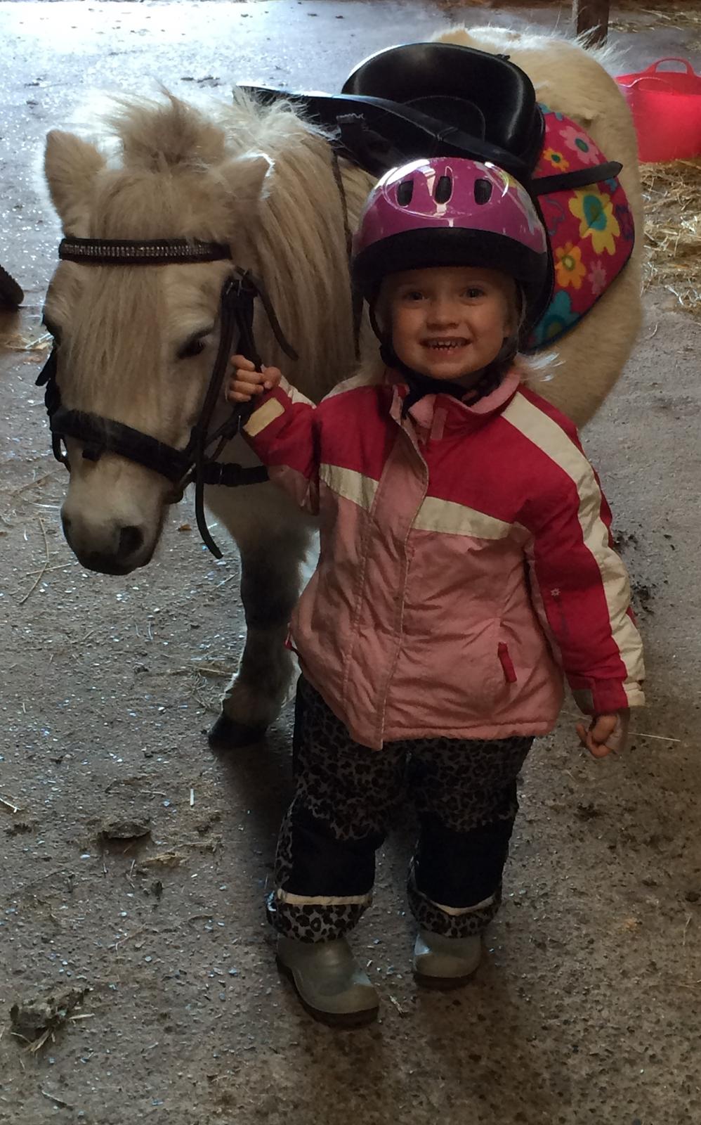 Shetlænder Cirkeline billede 8