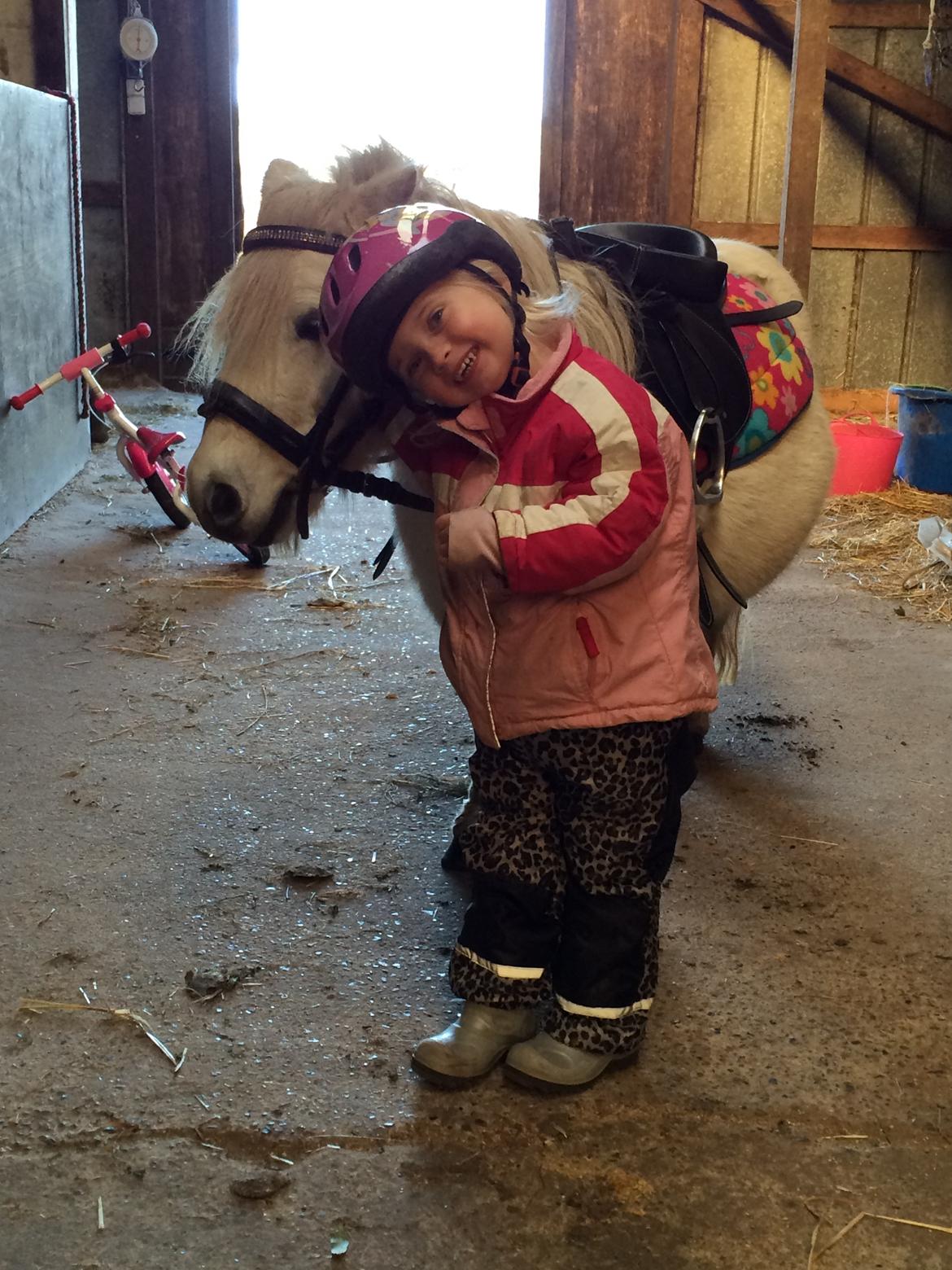 Shetlænder Cirkeline billede 10