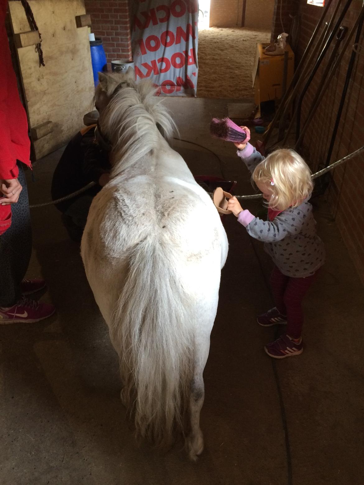 Shetlænder Cirkeline billede 15