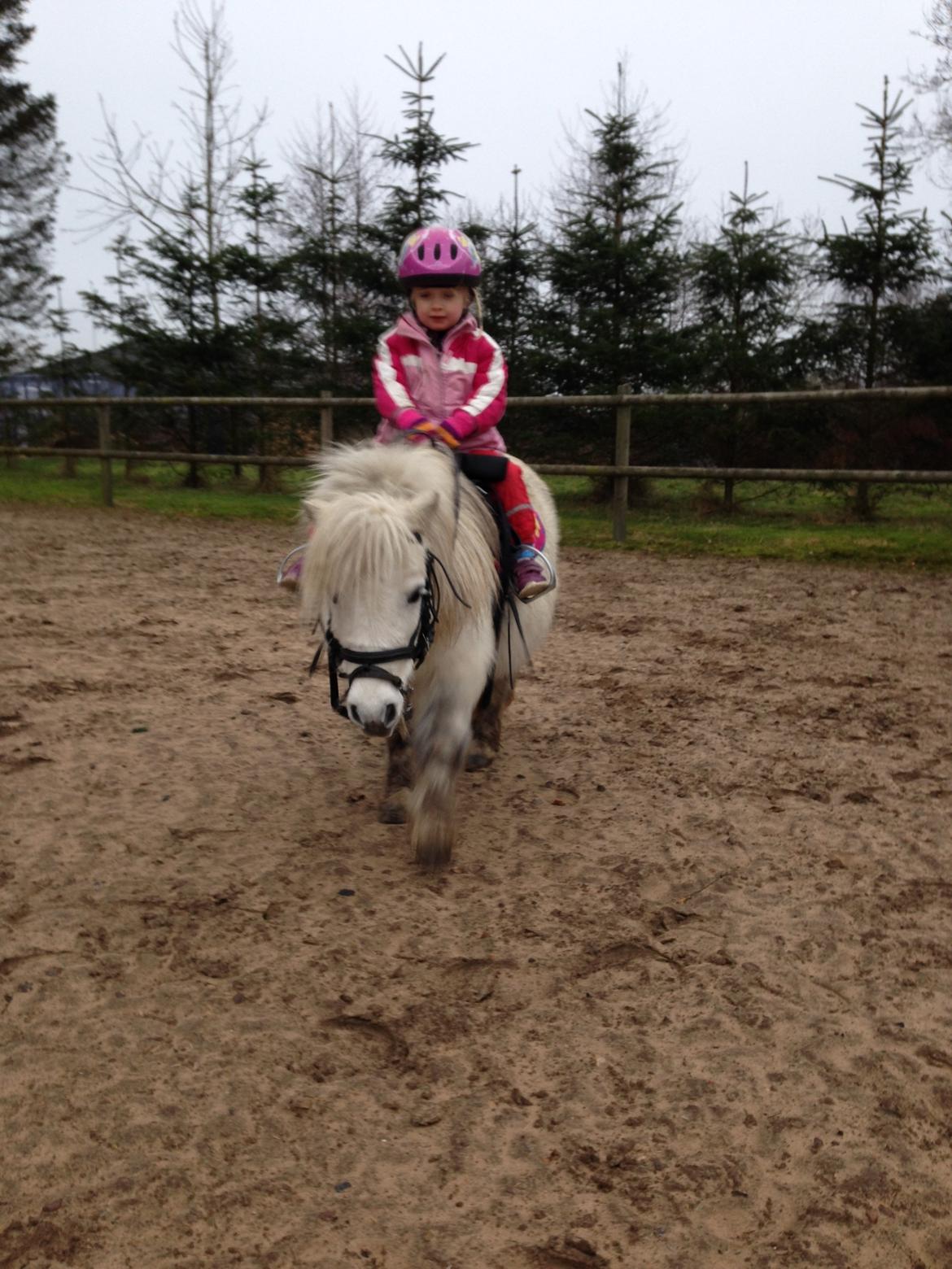 Shetlænder Cirkeline billede 5