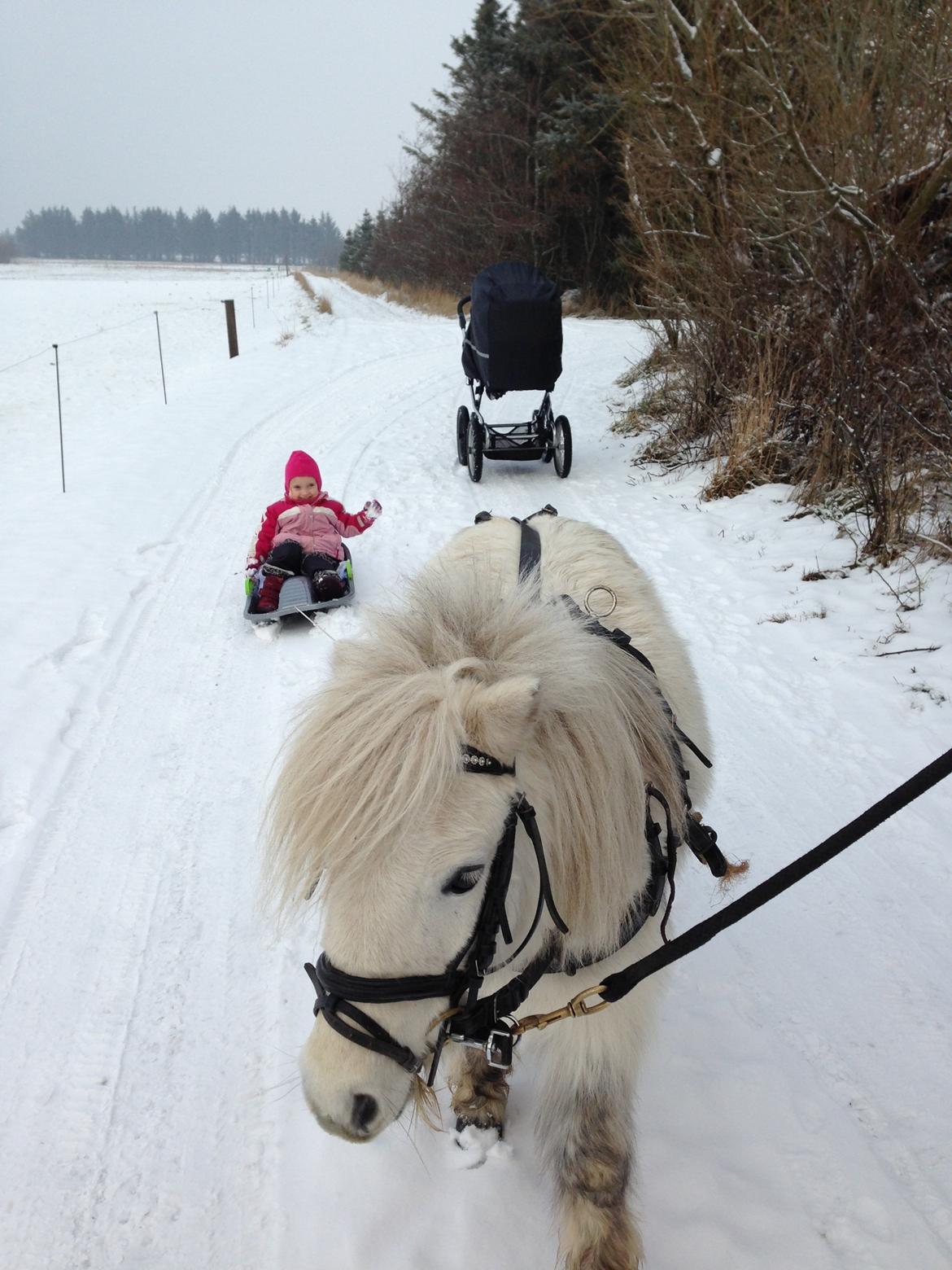 Shetlænder Cirkeline billede 3