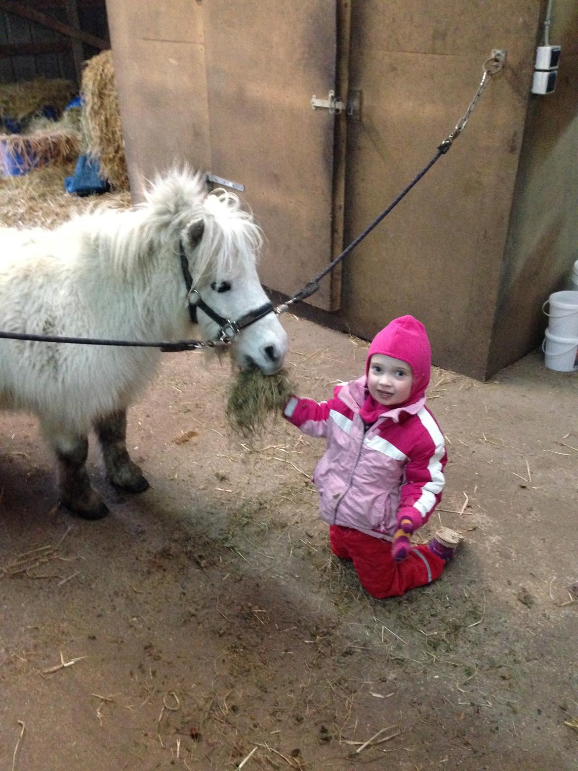 Shetlænder Cirkeline billede 12