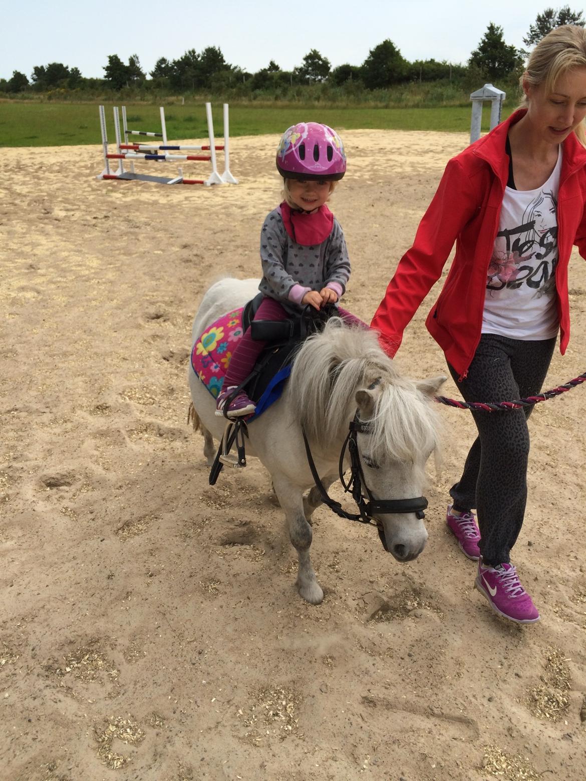 Shetlænder Cirkeline billede 17