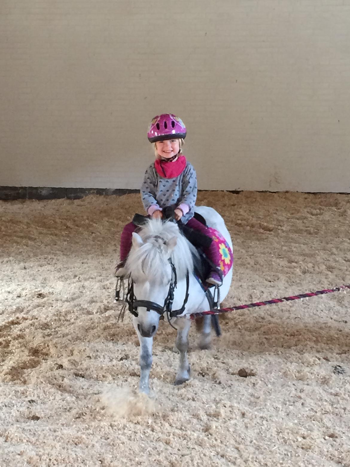 Shetlænder Cirkeline billede 16