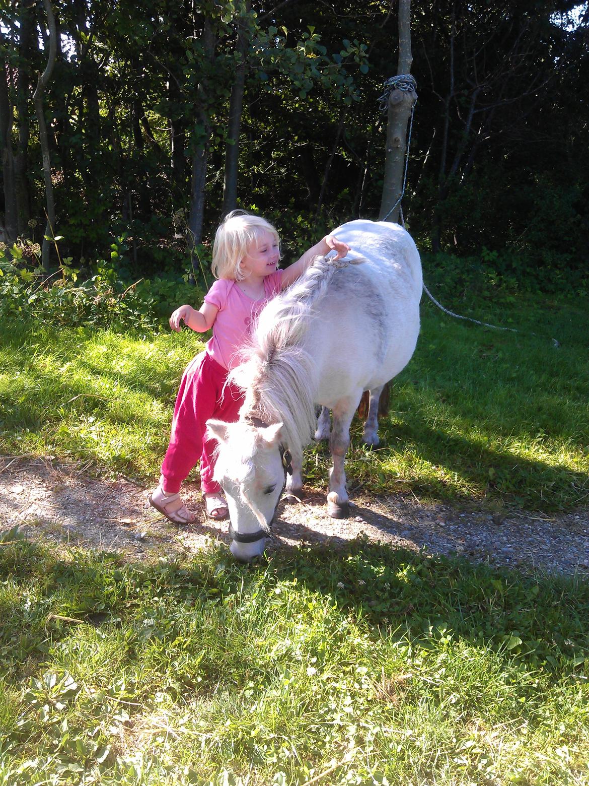 Shetlænder Cirkeline billede 18