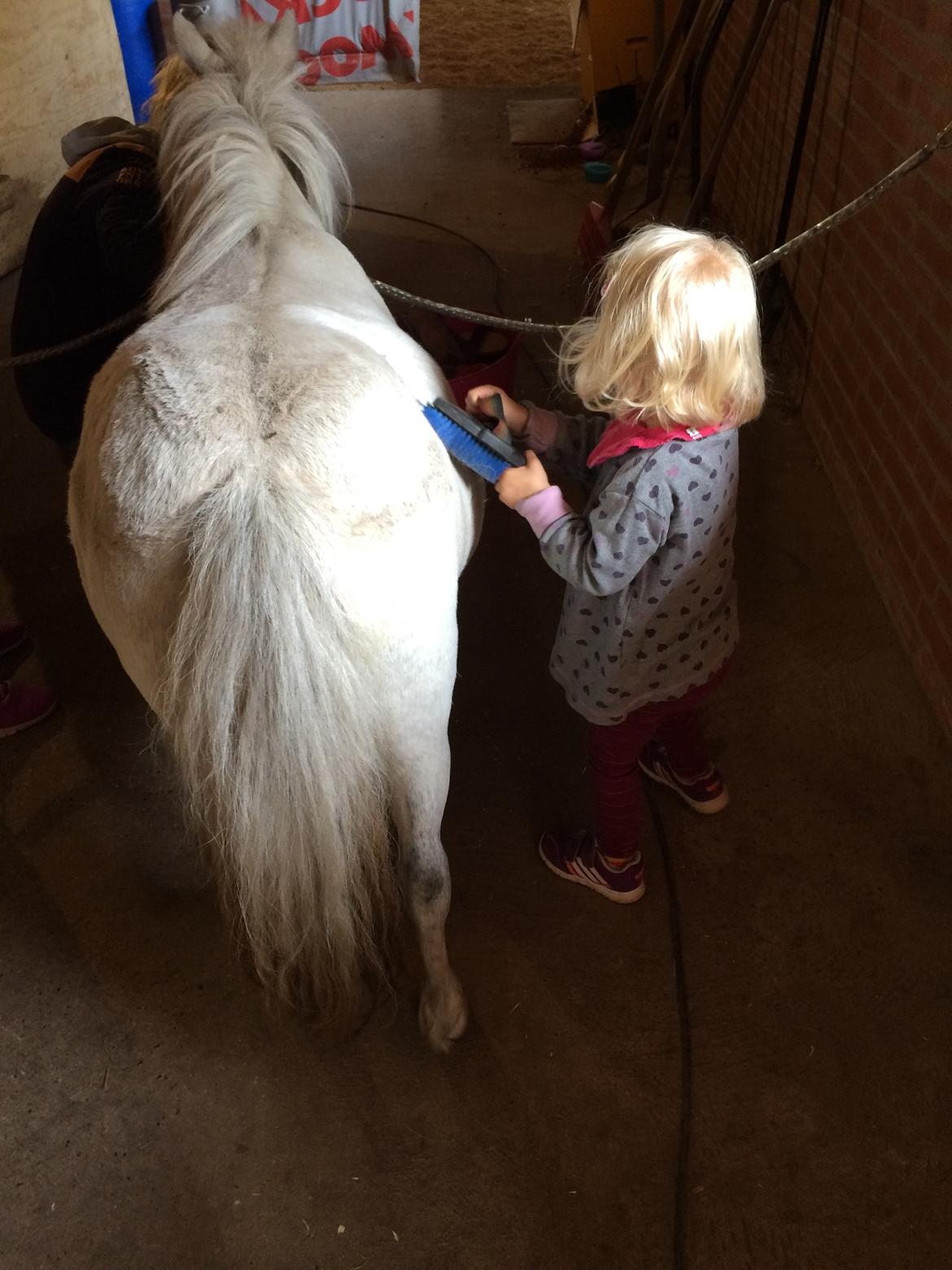 Shetlænder Cirkeline billede 19