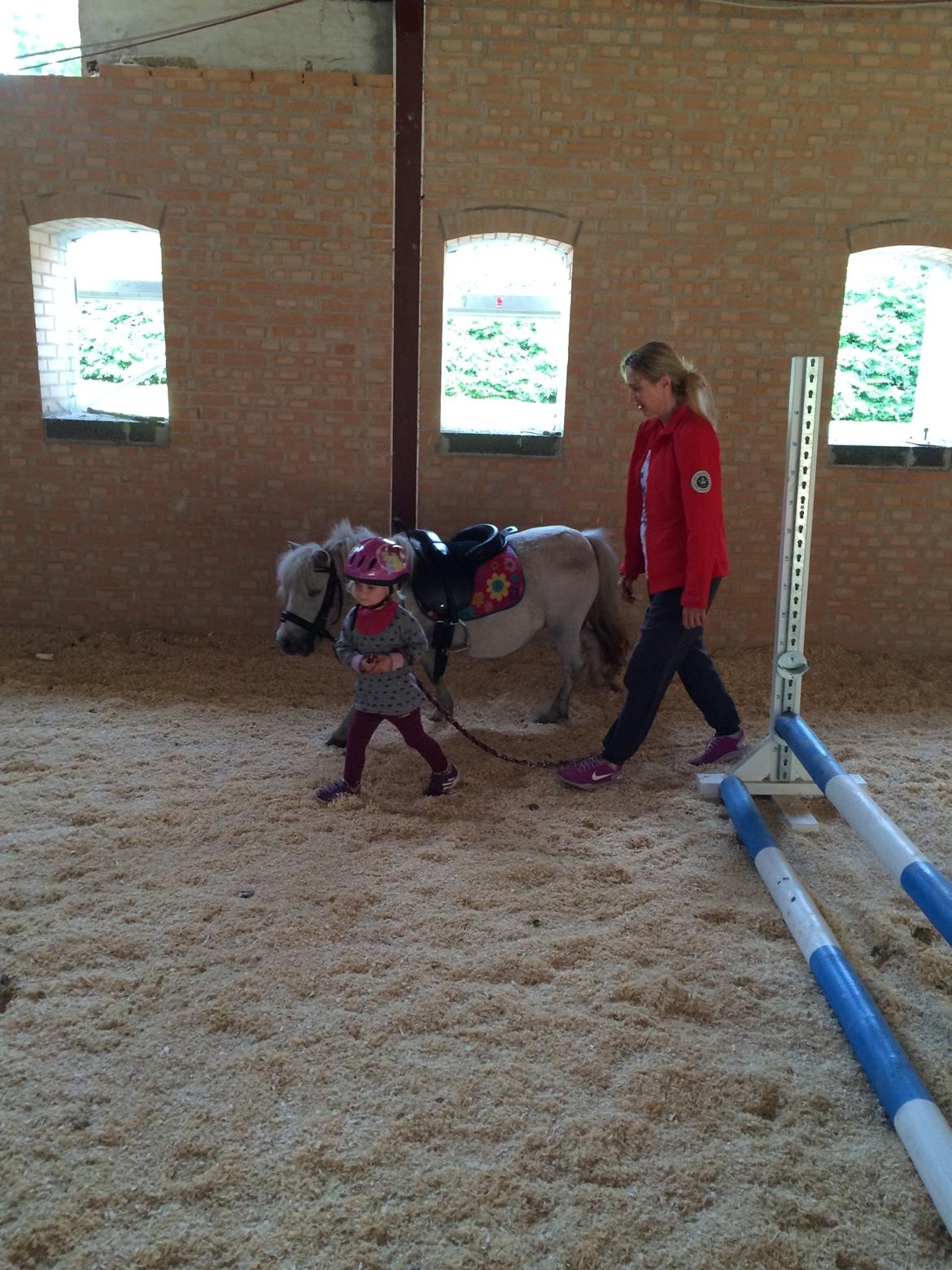 Shetlænder Cirkeline billede 20