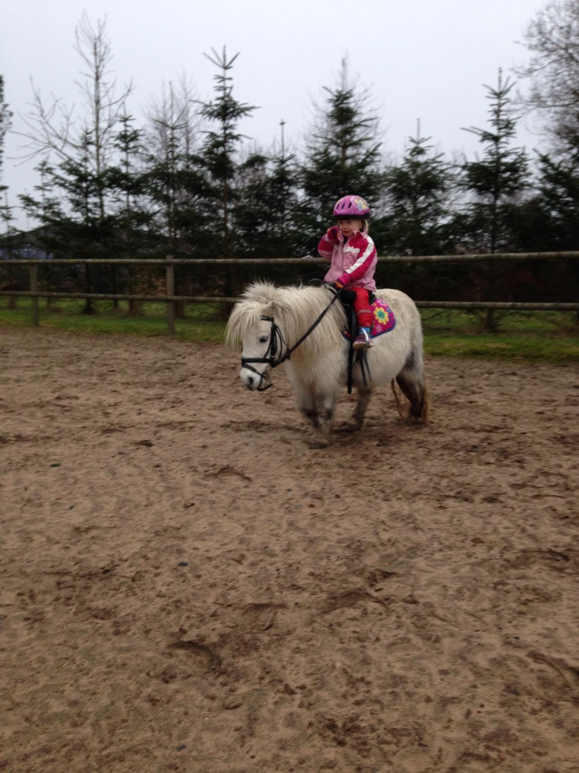 Shetlænder Cirkeline billede 2