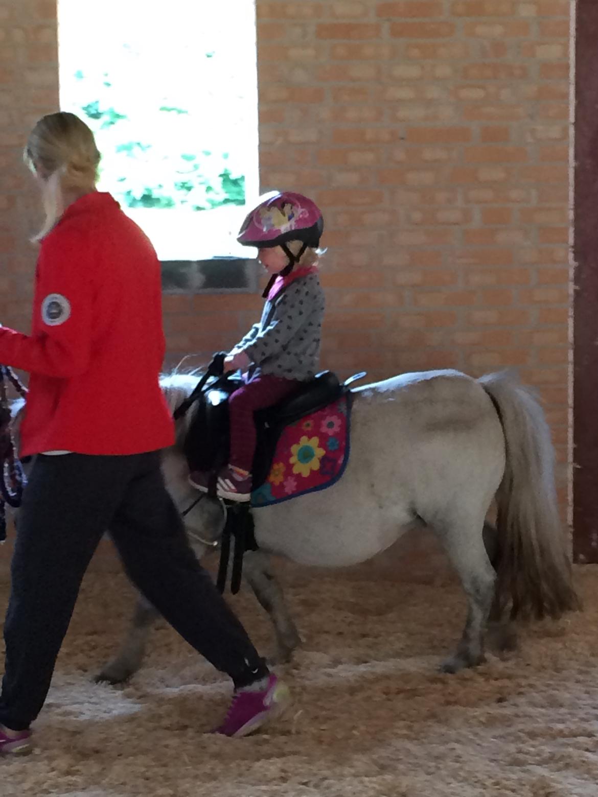 Shetlænder Cirkeline billede 21