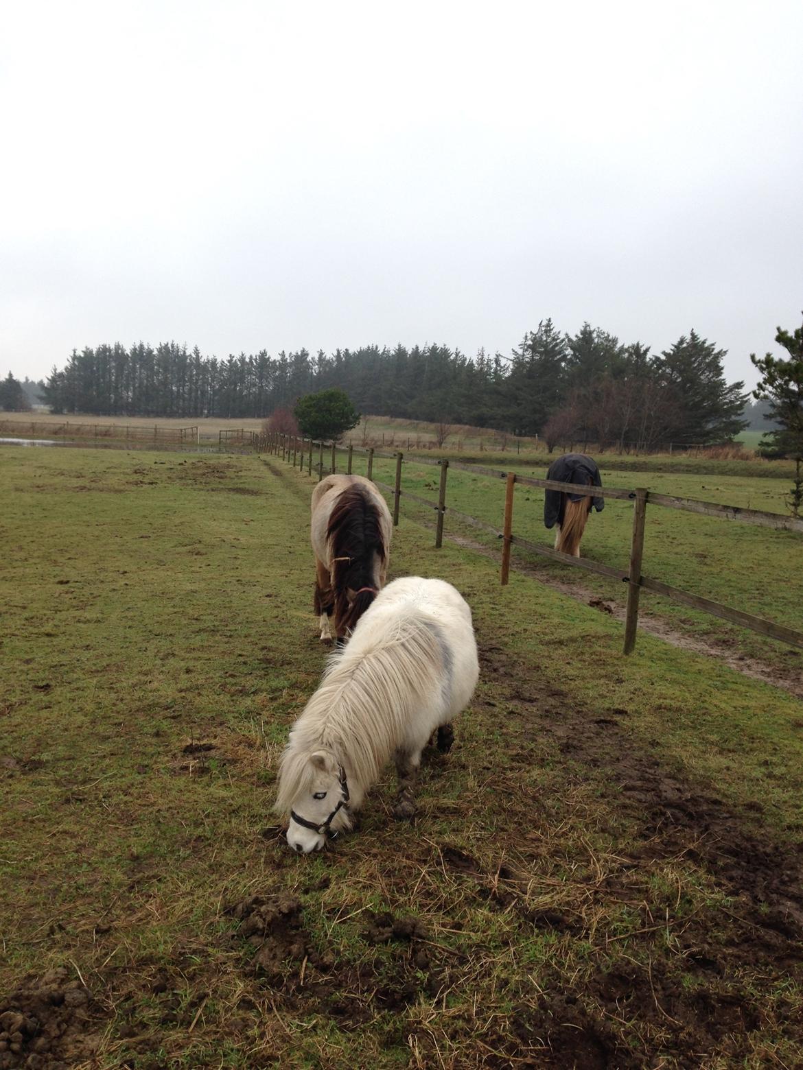 Shetlænder Cirkeline billede 22