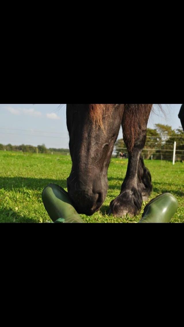 Frieser Lobke Fan It Jaachpaad billede 10