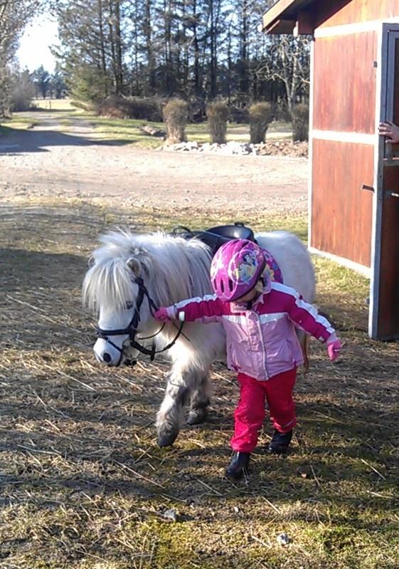 Shetlænder Cirkeline billede 4