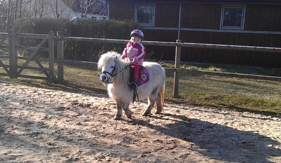 Shetlænder Cirkeline billede 9