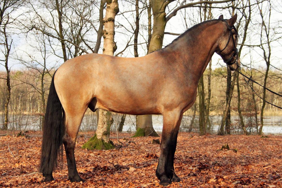 Anden særlig race Corano billede 6