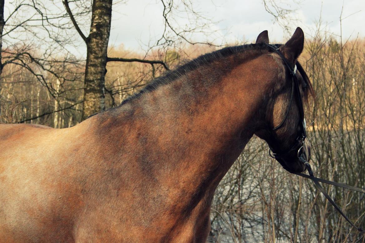 Anden særlig race Corano billede 7