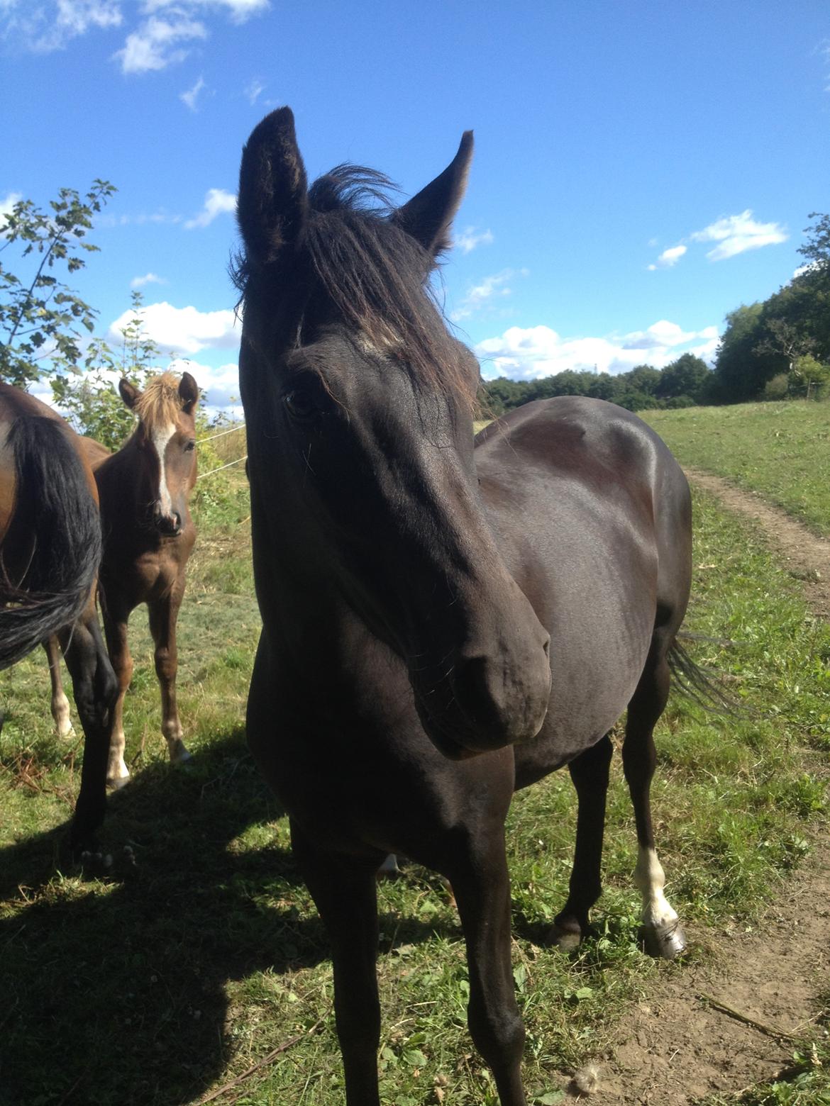 New Forest Elmholts baronesse - ♥ Min smukkke sorte diamant ♥ billede 1