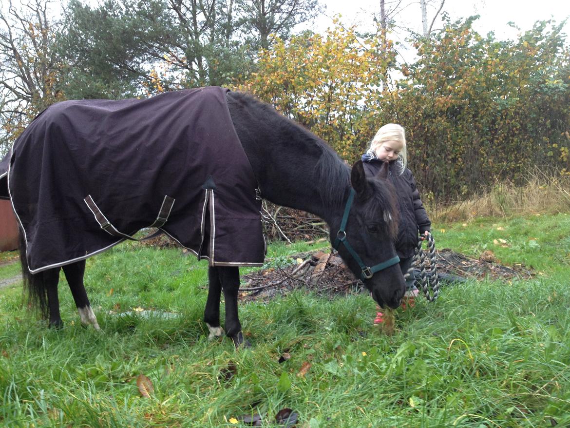 New Forest Elmholts baronesse - Min kærestes datter på 6 nyder at være omkring hende i alle henseende ♥ Her er Nessie næsten lige ankommet og fik pga. stress en sandkolik ♥ heldigt at Malou var med hele vejen til at give kærlighed og græs, når hun havde lyst :) ♥ billede 2