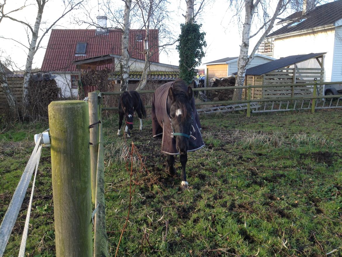 New Forest Elmholts baronesse billede 4