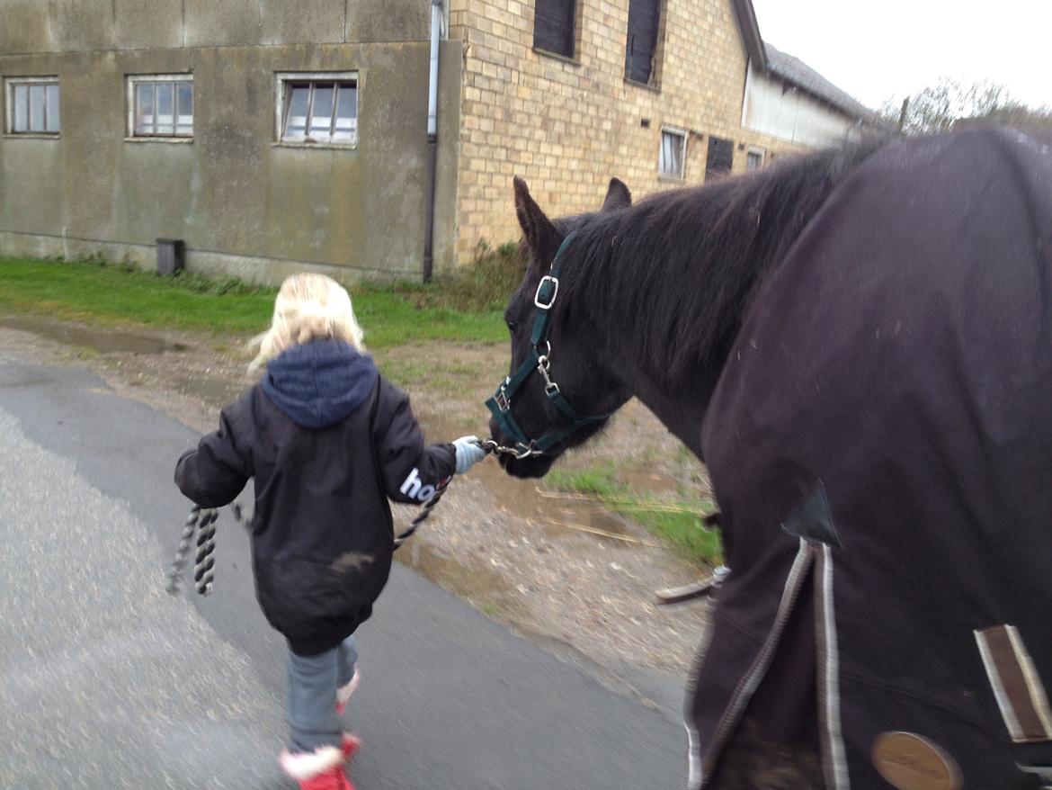 New Forest Elmholts baronesse - På tur mmed tøserne, her får jeg jo kun lov at gå i baggrunden ;D billede 3