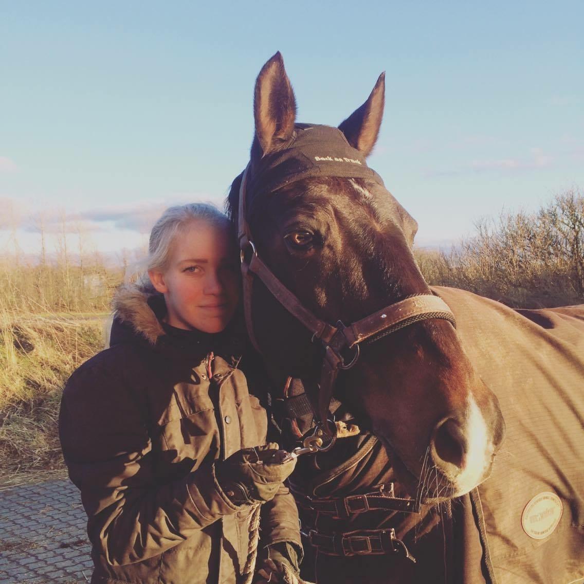 Tysk Sportspony Caruso - min pony! B -pony billede 13